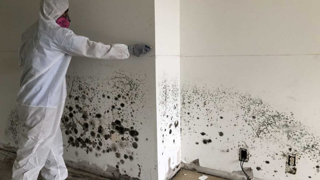 mold cleaning